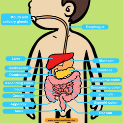 Digestive System - Marfan Syndrome